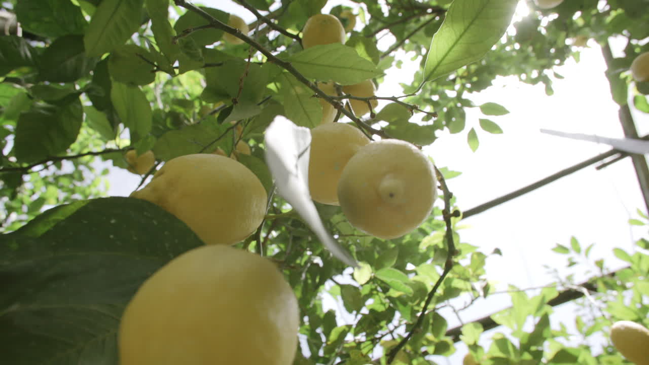 Slow motion footage of lemons hanging on tree in the sunlight on the coast of Italy