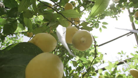 Slow-motion-footage-of-lemons-hanging-on-tree-in-the-sunlight-on-the-coast-of-Italy