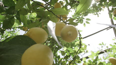 slow motion footage of lemons hanging on tree in the sunlight on the coast of italy