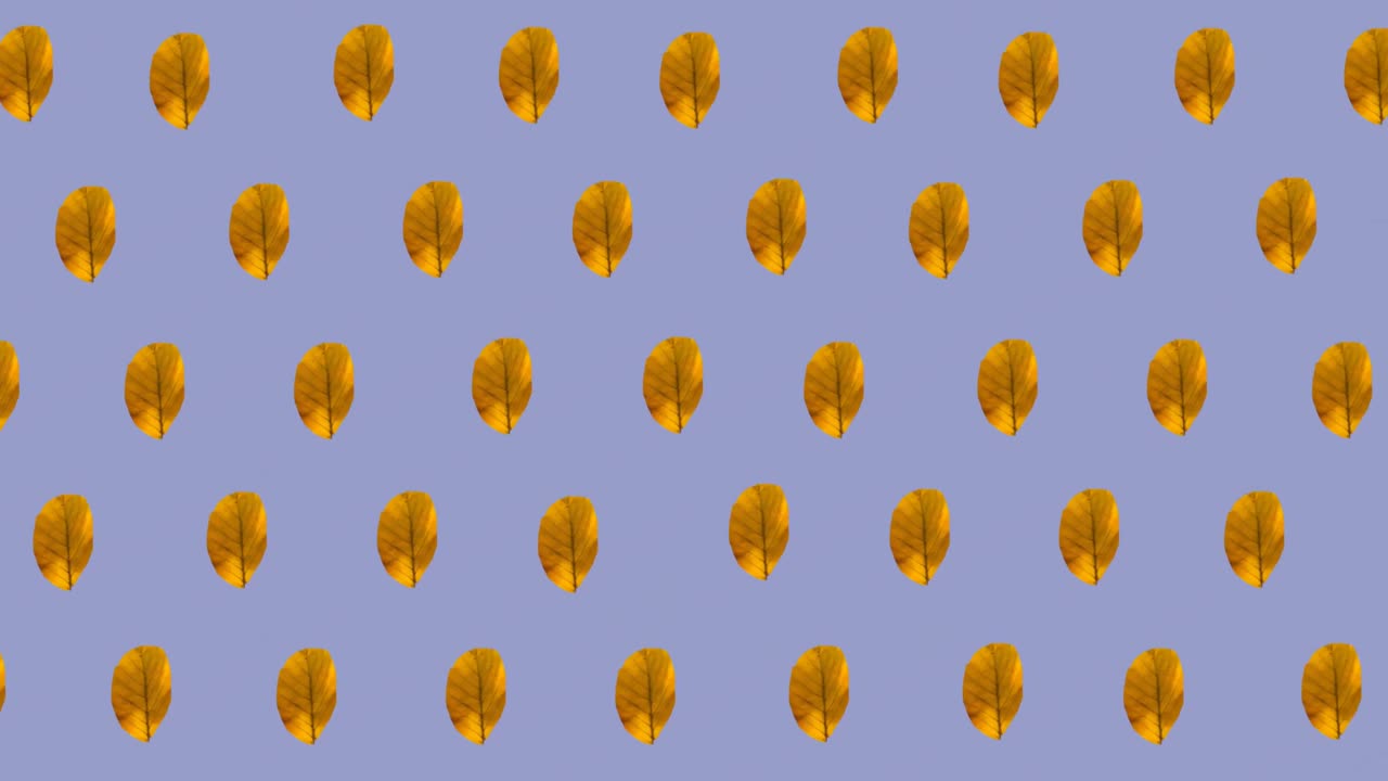 анимация рядов осенне-желтых листьев на фиолетовом фоне