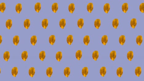 Animation-of-rows-of-autumn-yellow-leaves-on-purple-background