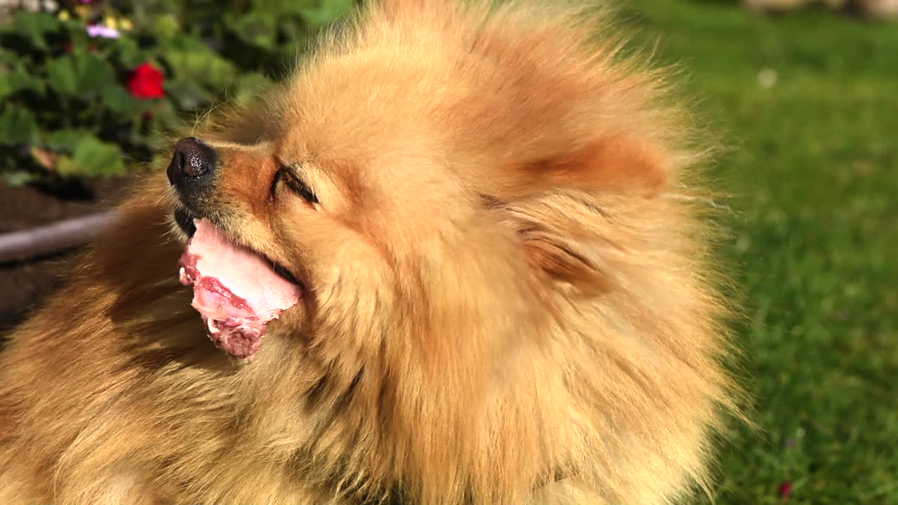 Pomeranian spitz bites off a piece of meat from the grass. Sunlight shot. Close up. Slow motion