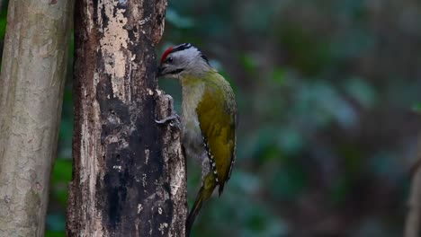 the grey-headed woodpecker is also called the grey-faced woodpecker is found in a lot of national parks in thailand and it is very particular in choosing its habitat in order for it to thrive