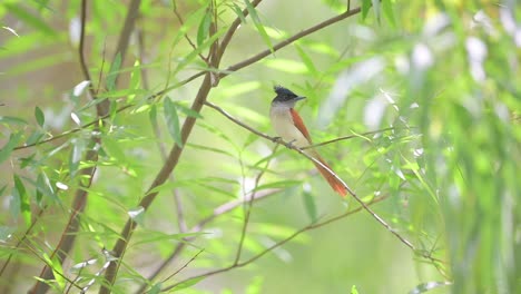 Hermoso-Pájaro-Paraíso-Indio-Atrapamoscas-En-El-Bosque