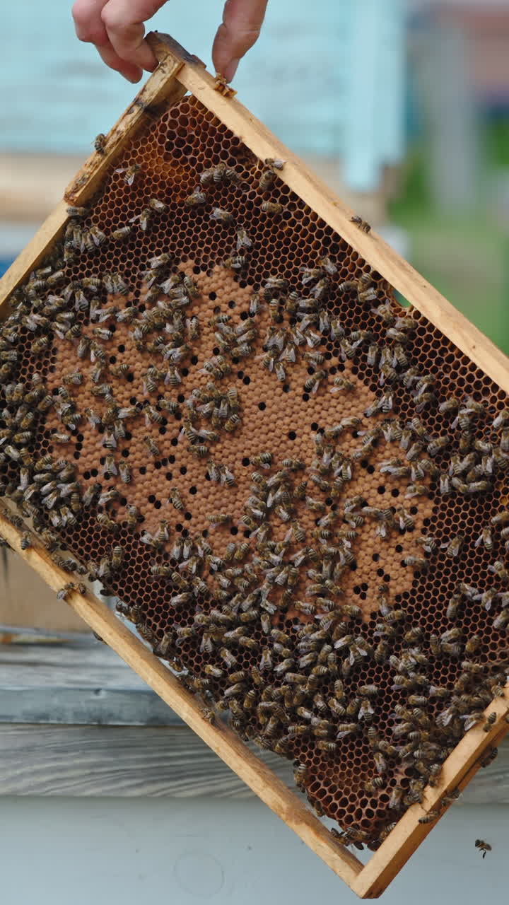 Beekeeping wooden frames with organic honey. Apiarist working with honeycombs. Vertical video