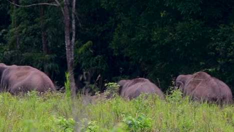 Los-Elefantes-Asiáticos-Son-Especies-En-Peligro-De-Extinción-Y-También-Son-Residentes-De-Tailandia