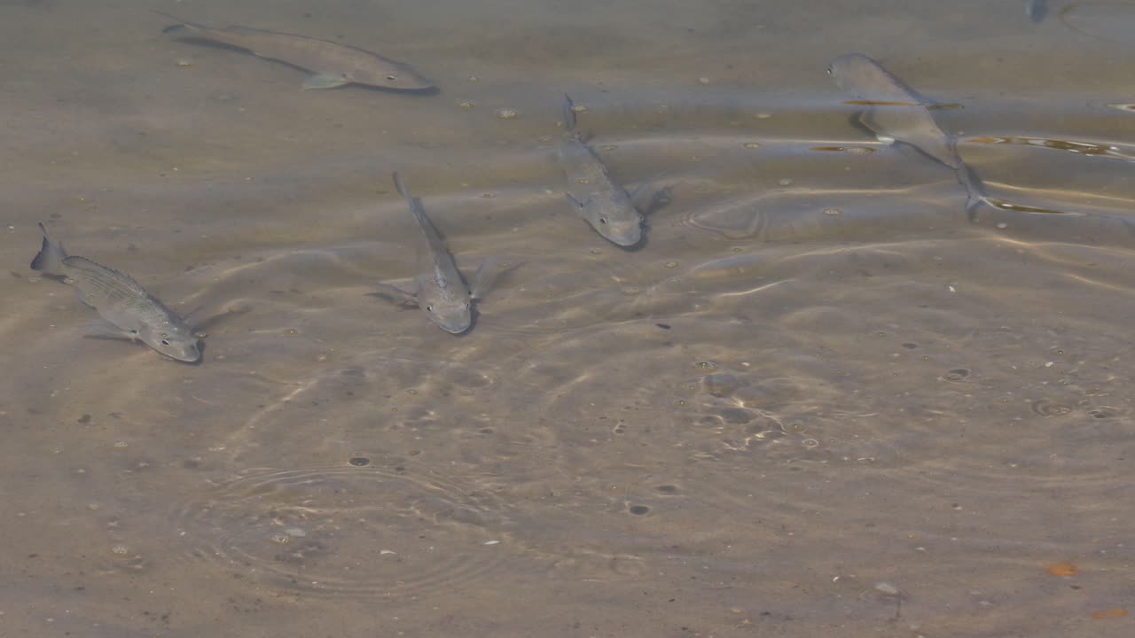 White mullet fish swimming in shallow water
