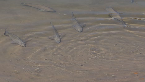 White mullet fish swimming in shallow water