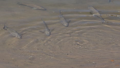 white mullet fish swimming in shallow water