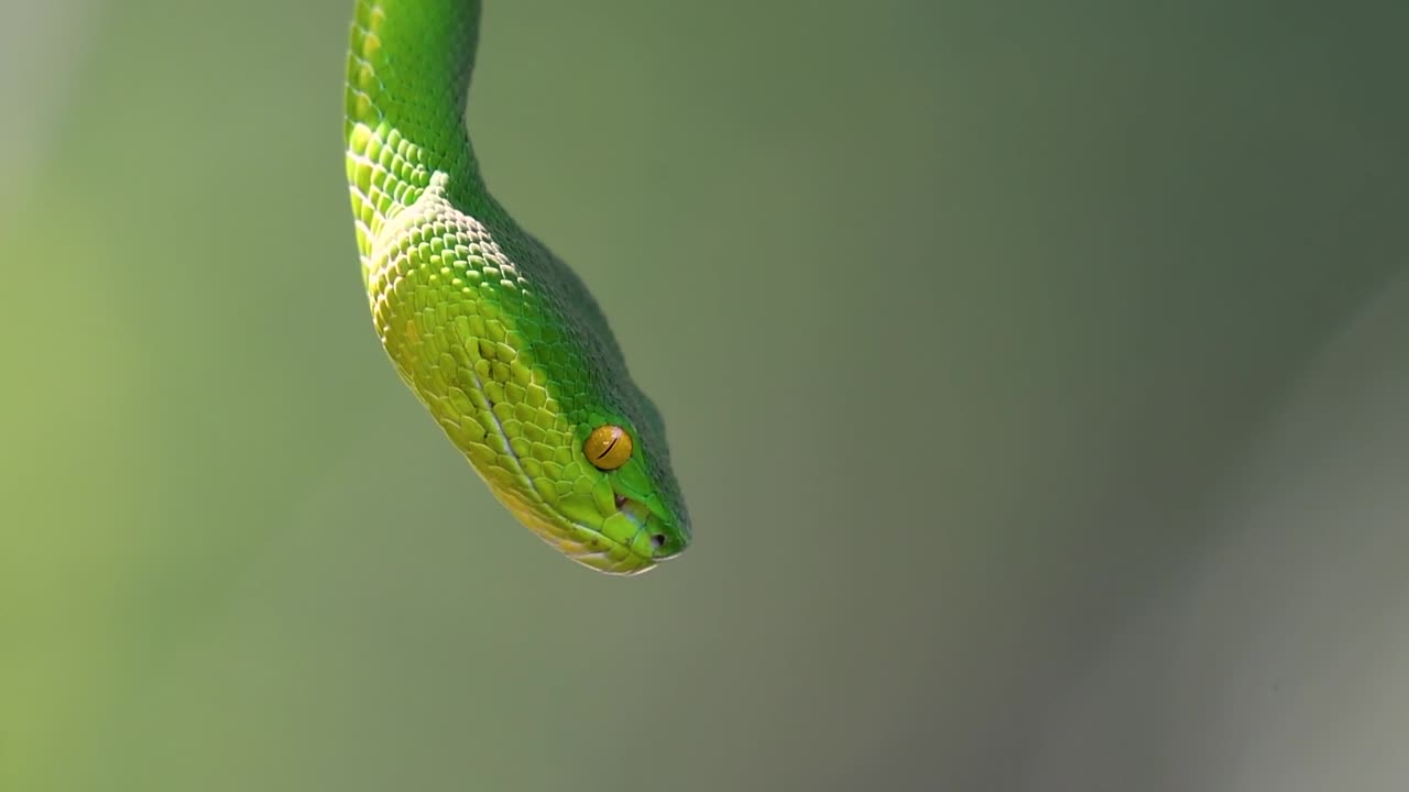 белощекая питвипер - ядовитая питвипер, эндемик юго-восточной азии, часто встречается ночью, поджидая на ветке или сучьях дерева вблизи водоема с большим количеством пищи.