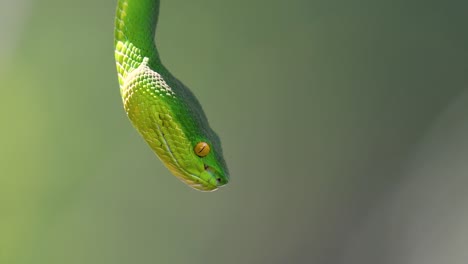 la víbora de labios blancos es una víbora venenosa endémica del sudeste asiático y a menudo se encuentra durante la noche esperando en una rama o rama de un árbol cerca de un cuerpo de agua con muchos alimentos