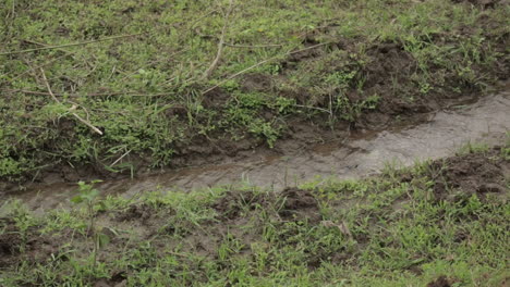 close up of small channel of water flowing on grassy land