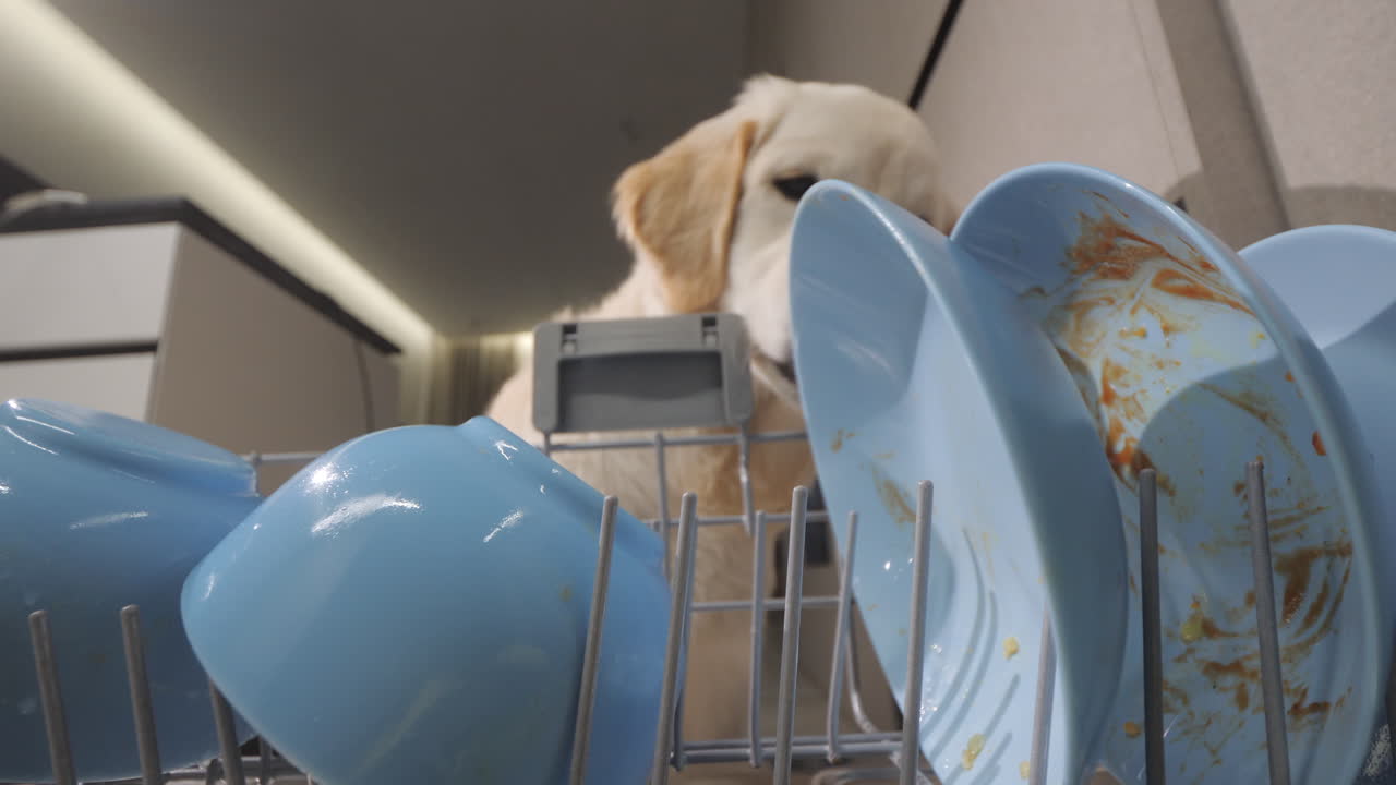 개 는 접시 세탁기 에서 더러운 접시 를 보고 있다