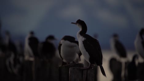 imperial cormoran birds on wooden logs at dusk