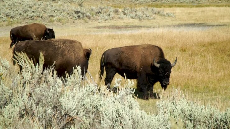 Bufalo che pascola nelle valli del Parco Nazionale di Yellowstone
