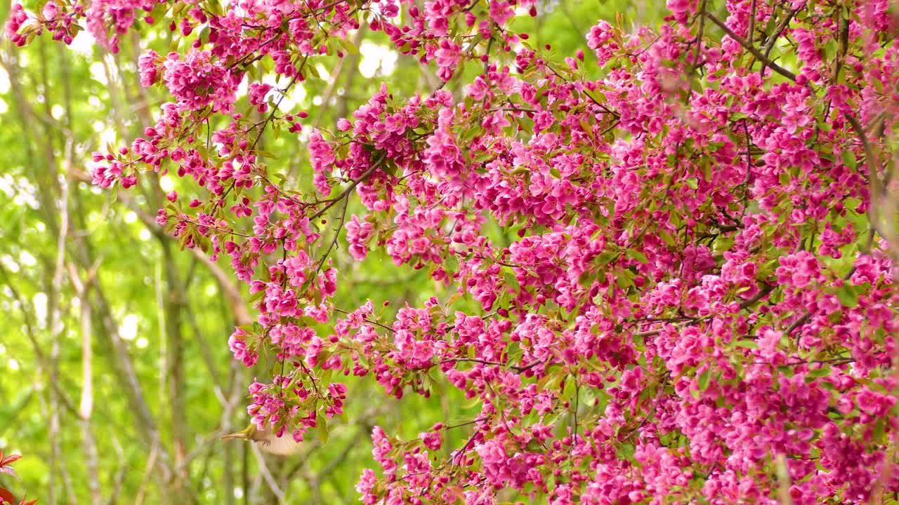 Wild Bird Perching On Sakura Cherry Blossoms In Springtime. Static Shot