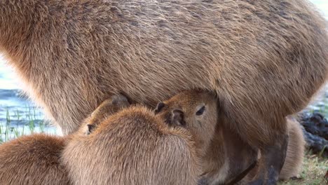 close view of capybara cub suckling from their mother by the water