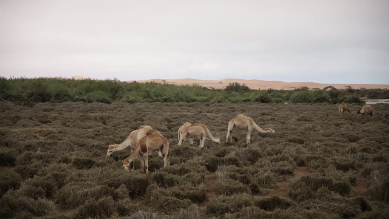 camellos caminando y pastando juntos en un río seco en swakopmund con el desierto en el fondo