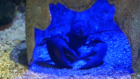 black lobster in aquarium cave