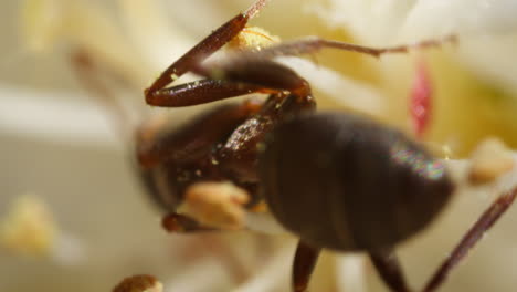 Makro-Detaillierte-Nahaufnahme-Von-Formica-Ameise-Essen-Pollen-Von-Blumen