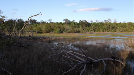 wetlands or salt marsh in the early spring