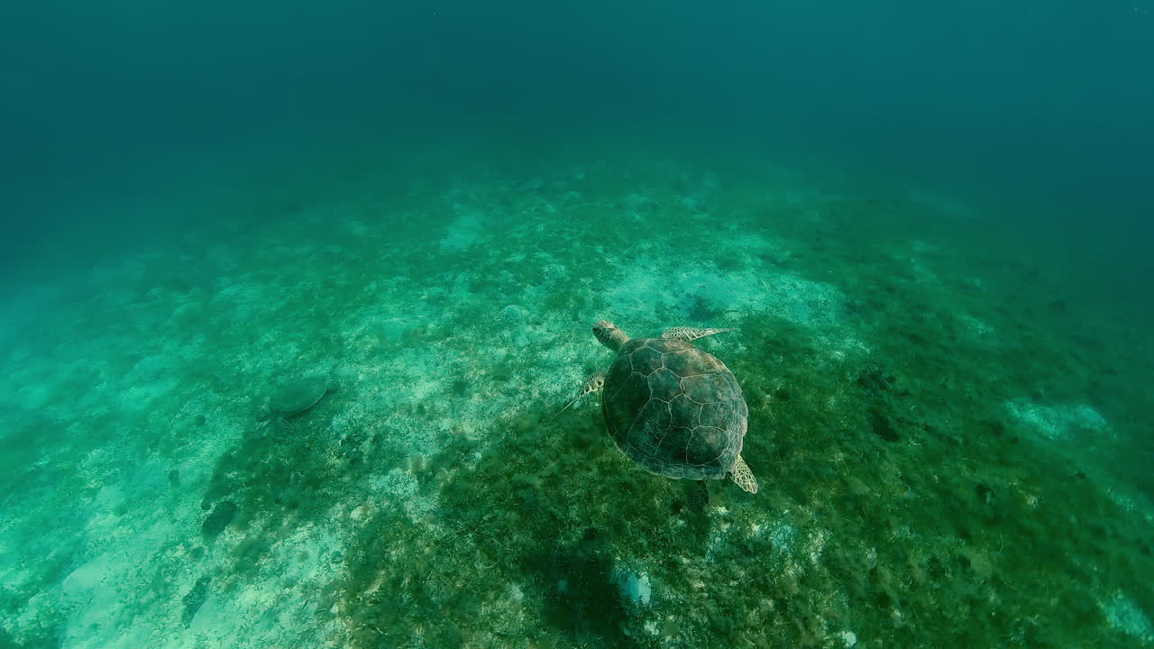 UNDERWATER - Two green sea turtles, Brewers Bay, St