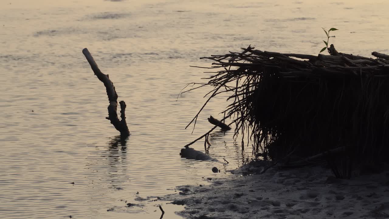 죽은 망그로브 나무 가 있는 해안 해
