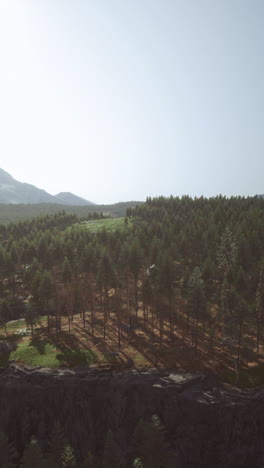 aerial view of a lush forest on a sunny day