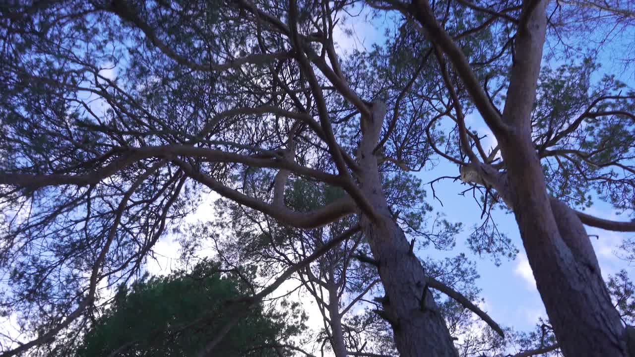 corriendo por el sendero del bosque