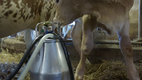 handheld closeup - milking bucket is carried into the parlour, sweden