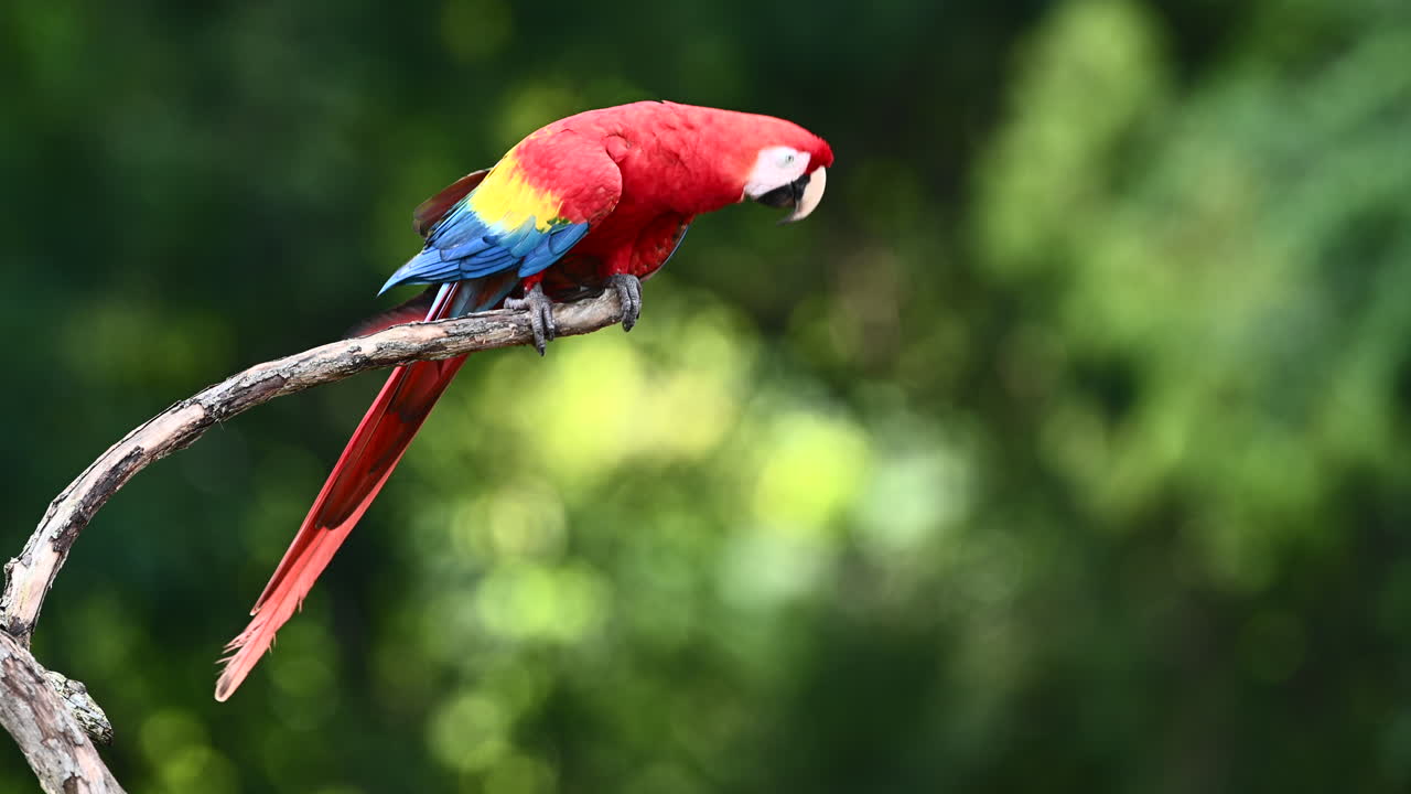 guacamaya roja posada en una rama, costa rica