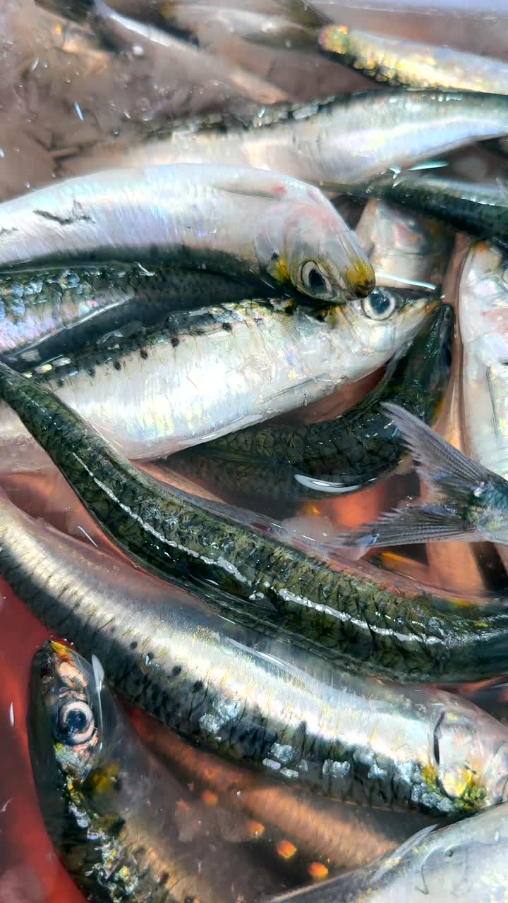 Fresh Anchovies Displayed at Market