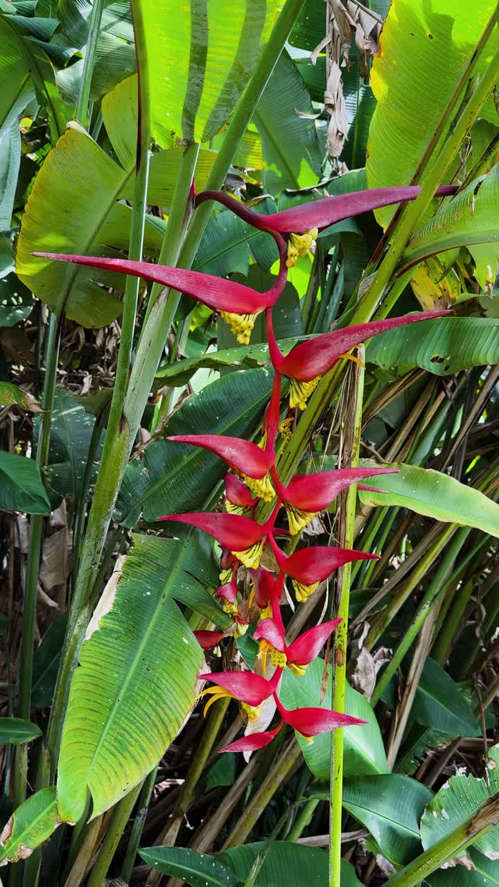 Ripresa verticale statica in 4K di Heliconia rostrata con brattee pendenti rosse e gialle, circondata da una rigogliosa vegetazione tropicale sull'isola di Hawaii.