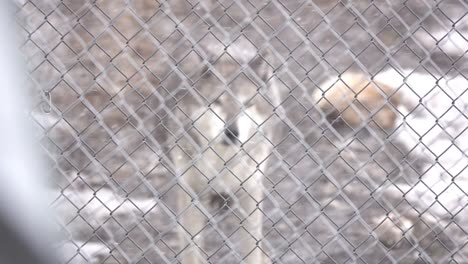 wolf behind a fence during a snow storm