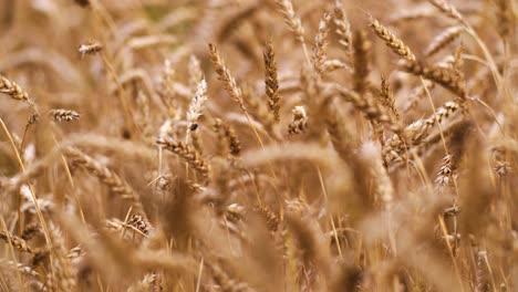 cereal grain wheat is ready for harvesting