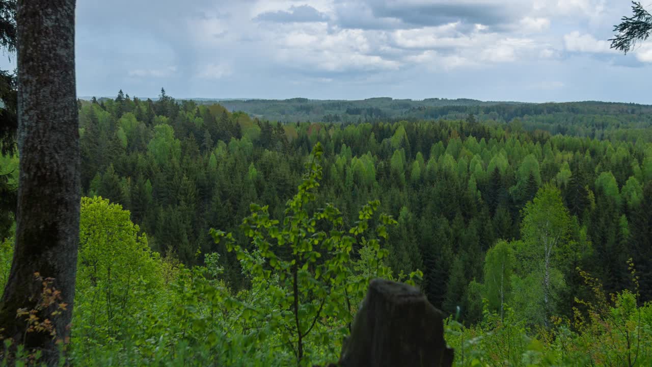 Dolly time lapse overlooking spruce forest with changing weather