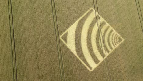 Aerial-view-looking-down-over-strange-waveform-crop-square-on-Micheldever-golden-wheat-field,-2023,-Hampshire
