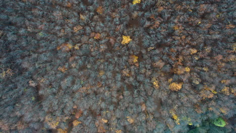 Birds-eye-view-of-the-beautiful-colored-forest-with-yellow-and-orange-trees