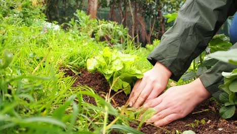 mujer joven que trabaja en el jardín y cuida la lechuga verde fresca