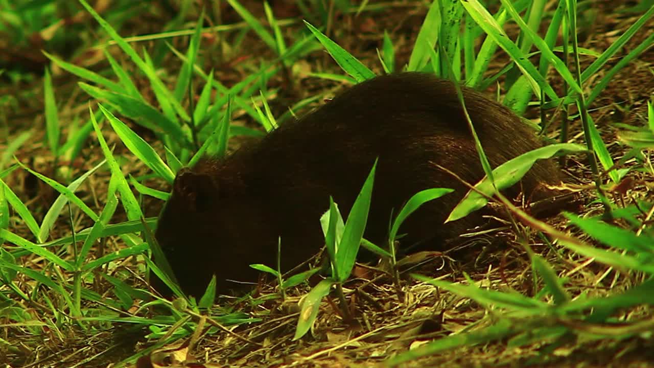 Castoro di montagna che cerca cibo nella foresta - primo piano