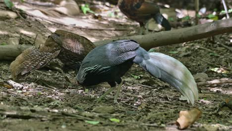 seen foraging on the forest ground both male and female, kalij pheasant lophura leucomelanos, thailand