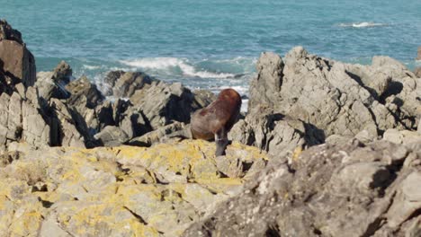 a fur seal alone, grooming itself on a rock with ocean waves in the background