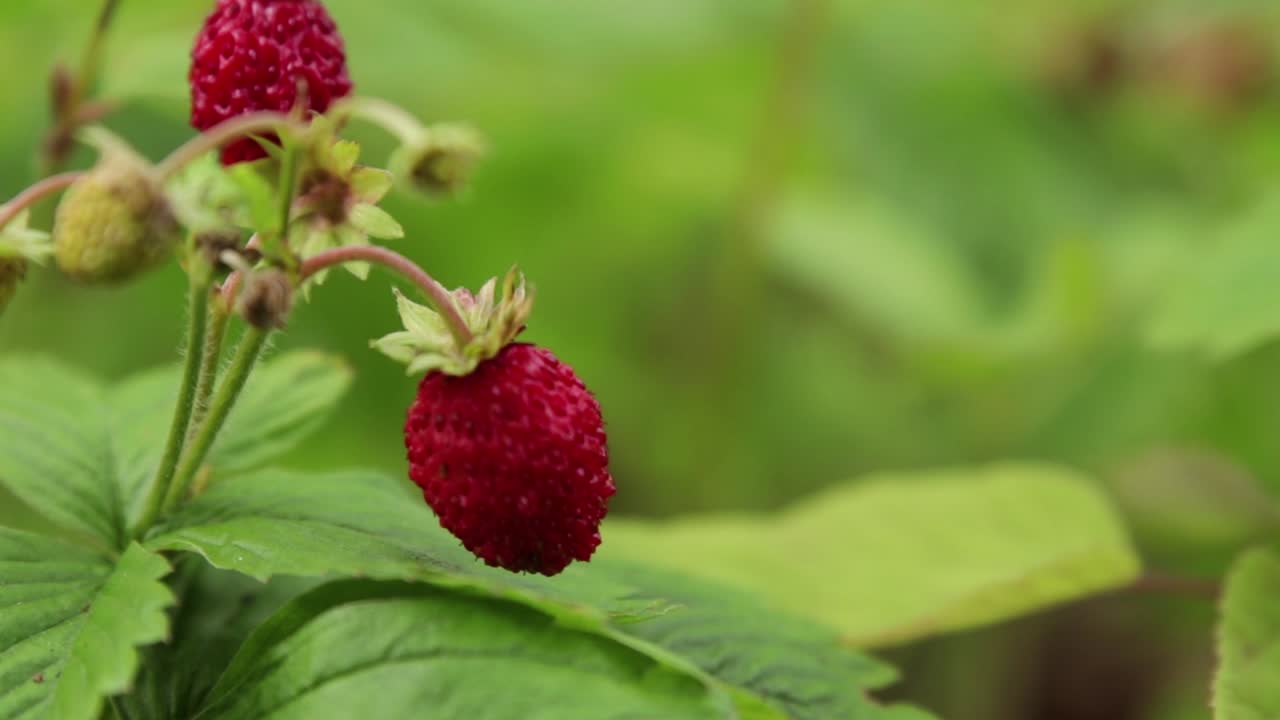 Close up of a wild strawberry on a small bush with green background and shallow depth of field
