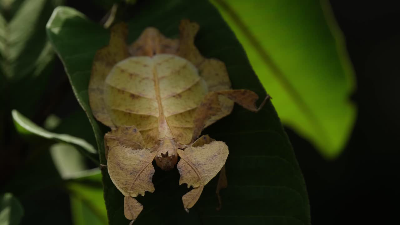 insecto de hoja javanés, phyllium pulchrifolium, hembra, forma amarilla, imágenes de 4k