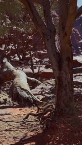 a tree with exposed roots on a sandy bank next to a river in a red rock canyon