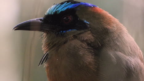 toma de primer plano extremo de un hermoso motmot de corona azul, momotus coeruliceps, capturando los detalles vibrantes de esta especie de ave, máscara negra, ojos rojos y tapa turquesa vívida