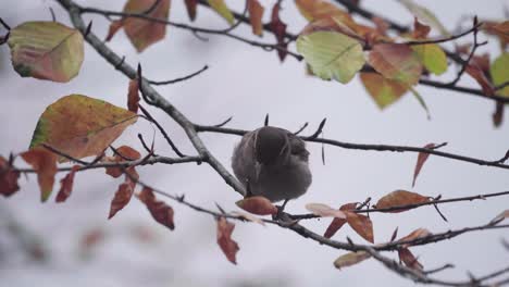 house sparrow pecking at a tree branch and plucks a leaf