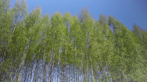 passage on the background of a birch grove in spring