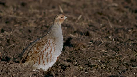 Perfect-closeup-of-gray-partridge-bird-walking-on-road-and-grass-meadow-feeding-and-hiding