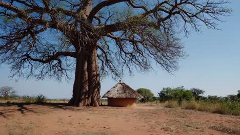 african hut under a baobab tree